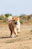 CHOW CHOW 104